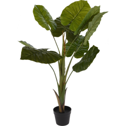 Διακοσμητικό Φυτό Σε Γλάστρα 110cm